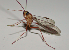 Ophion sp.